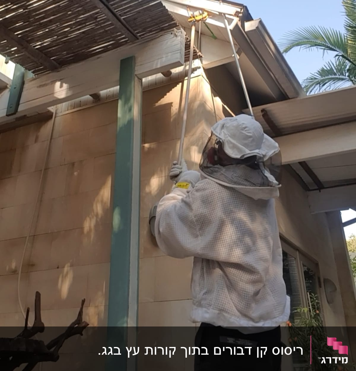 אדם בחליפת מגן מטפל בקן דבורים עם מוט ארוך